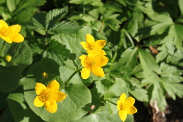 yellow flowers in the garden