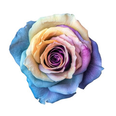 Vibrant Rainbow Rose Flower in Full Bloom with Pastel Hues