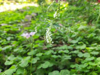 Melilotus albus plant flower. Its other names  honey clover, white melilot, Bokhara clover, white sweetclover and sweet clover. This is a nitrogen fixing legume in the family Fabaceae. 