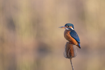 Female Kingfisher, Alcedo athis, perched on a branch