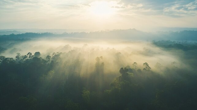 Aerial View of Tropical Rainforest at Morning