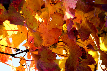 Striking close-up of a bright red vine leaf with detailed veins, juxtaposed against a soft, blurred background of green foliage and a glimpse of clear sky above. High quality photo