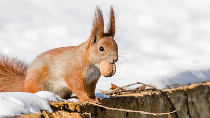 squirrel in the snow © lazalnik