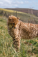 cheetah in rehabilitation centre