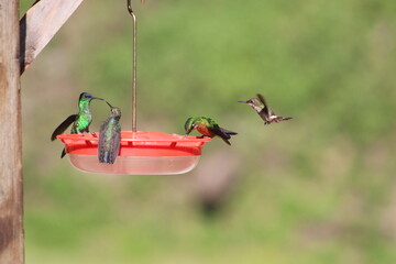 hummingbird feeding on a feeder © Caio