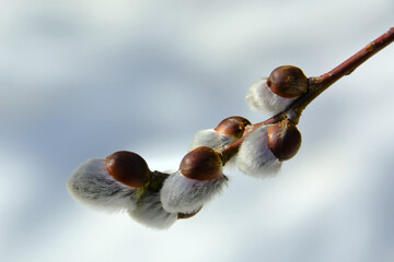 The announcement of spring. Close-up of blooming buds on a willow branch isolated against a background of snow on a sunny day. © WDnet Studio
