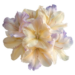 Fototapeta premium Floral Elegance: A delicate cluster of cream-colored flowers with soft, pastel purple edges blooms, a symbol of refined beauty and the serene embrace of nature.