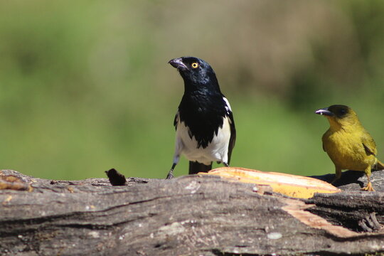 black winged blackbird