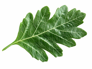 Fototapeta premium A fresh, vibrant green leaf showcasing detailed textures and patterns, representing the beauty of nature in a simple, elegant form.