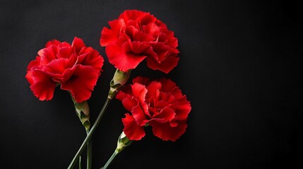 Obraz premium Professional Red Carnation Flowers Isolated on Black Background Image for Floral Designs