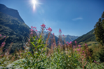 Explore the vibrant wildflowers blooming in Zillergrund valley of Zillertaler Alps near Mayrhofen, Austria on a clear sunny day