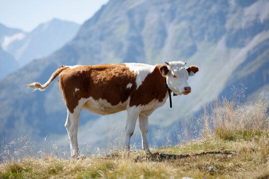 Cattle grazing in the stunning landscapes of Finkenberg, Austria with majestic mountains in the background