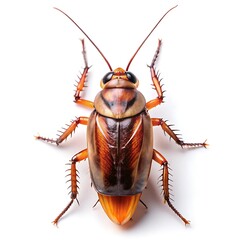 Close-up of a cockroach isolated on a white background