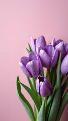 Vibrant Purple Tulips on Soft Pastel Background - Perfect for Spring Marketing, Greeting Cards, and Floral Promotions