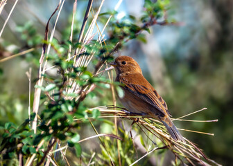 Indigo Bunting along the Shadow Creek Ranch Nature Trail in Pearland, Texas
