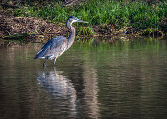 Great Blue Heron wading in Clear Creek, Pearland, Texas