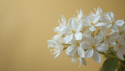 White flowers against a light gold blurred background.
