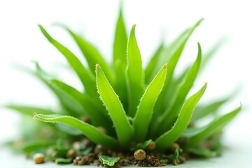 Fototapeta premium Close-up of vibrant green succulent plant with pointed leaves