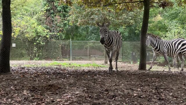 Explore the lively behavior of zebras in a natural setting at the zoo. Watch as they graze and interact with their environment among autumn leaves under the trees.