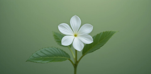 A single white flower with a green stem against a dark green background.