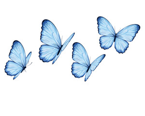 blue butterfly hand drawn design flock of butterfly