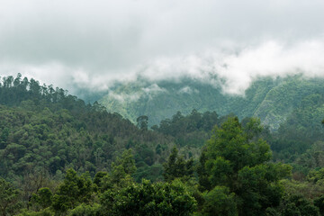 Majestic mist-covered hills of Kodaikanal showcasing lush greenery and serene landscapes