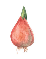 Watercolor aquarelle hand drawn plant bulb with green leaves, staring growing , blooming and blossoming stage. Buld with roots