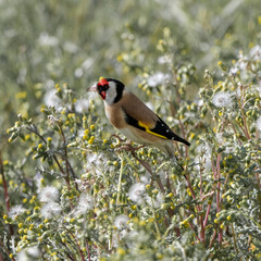 European goldfinch (Carduelis carduelis) eating on a meadow. Colorful small passerine bird in the finch family.	