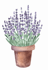 Watercolor illustration of violet purple colored blooming blossoming lavender flower in ceramic pot.Isolated design element.