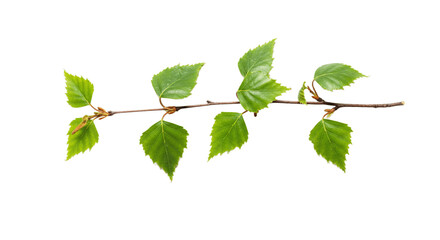 Natural branch of a tree with leaves