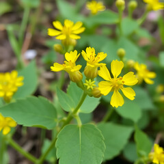 Obraz premium Close-up of St. John's wort yellow flowers. Hypericum perforatum plant in bloom on summer