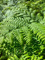 green fern leaves close up view, nature abstract background, botanic wallpaper. dense dark green...