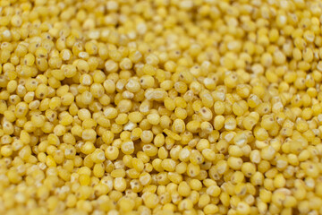 Uncooked organic raw millet grains close-up background