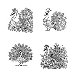 Fototapeta premium peacock...