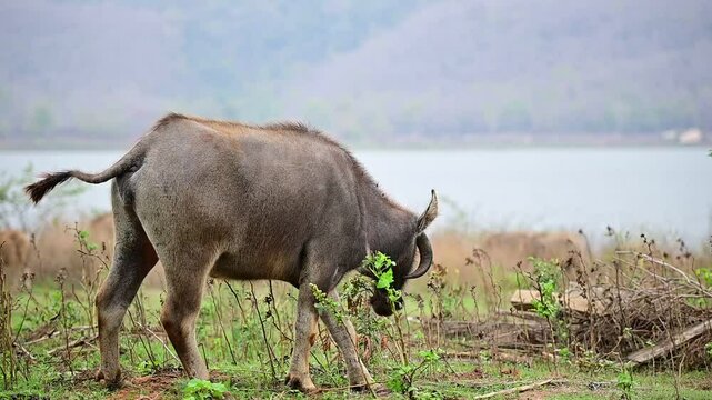 The buffaloes eating grass on the field.