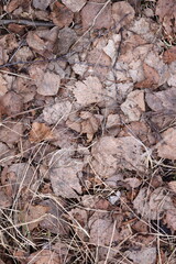 A close-up view of a bunch of fallen leaves on the ground.