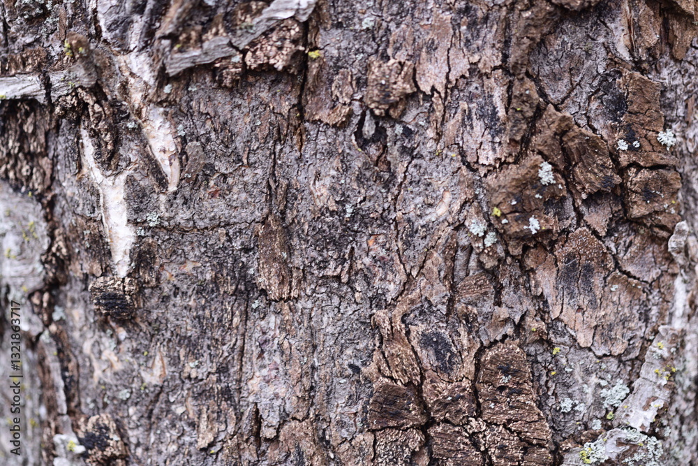 Poster close-up of a tree trunk covered in moss, suitable for nature or botanical illustrations.