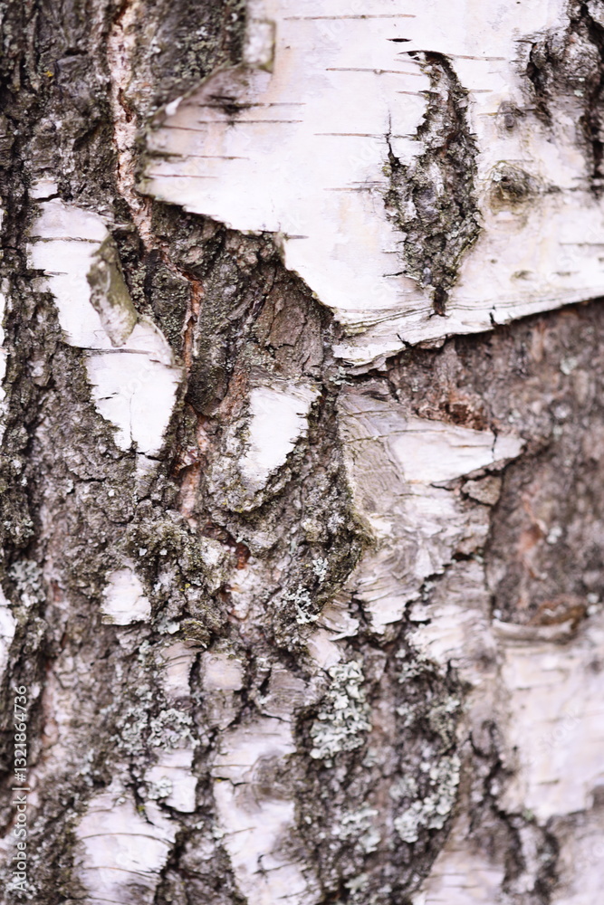 Aufkleber a detailed view of a tree trunk with white bark, great for nature and outdoor-themed projects.