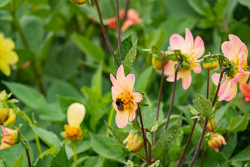 Obraz premium Colorful dahlia flowers flourish in the garden, attracting buzzing bees on a warm afternoon