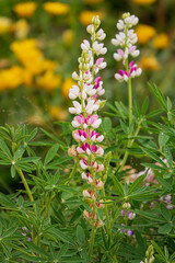 Vivid lupine flowers display delicate petals amidst lush green leaves, enhancing spring's beauty