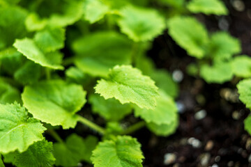 Lush green leaves stretch towards the sunlight, thriving in rich soil full of life and growth