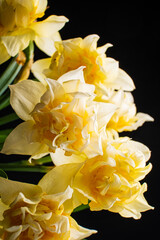 Obraz premium Bright yellow daffodils gently arranged in a glass vase radiate cheerfulness and warmth
