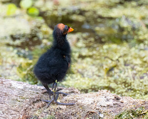 Common gallinule chick