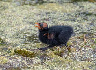 Common gallinule chick