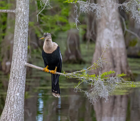 Make Anhinga perched in a cypress tree