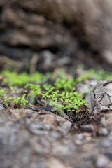 Green sprout growing out from soil near wood in the morning light, blur background