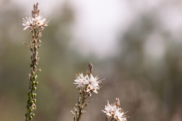 Asphodelus ramosus or branched asphodel, Mediterranean perennial herbaceous plant Asparagales family, blurry background