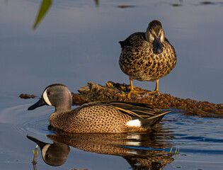 Drake and hen blue winged teal