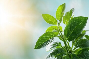 Fresh green leaves glistening in sunlight, symbolizing growth and nature's beauty.