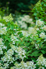 A vibrant garden with white hydrangeas creates a calm, inviting summer atmosphere